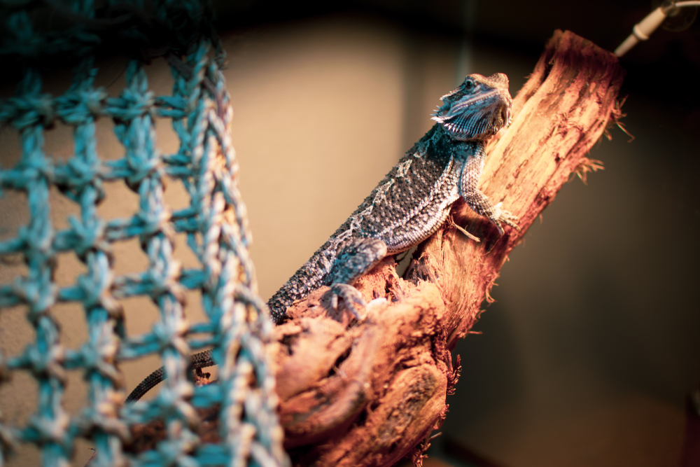 shutterstock_1192798357