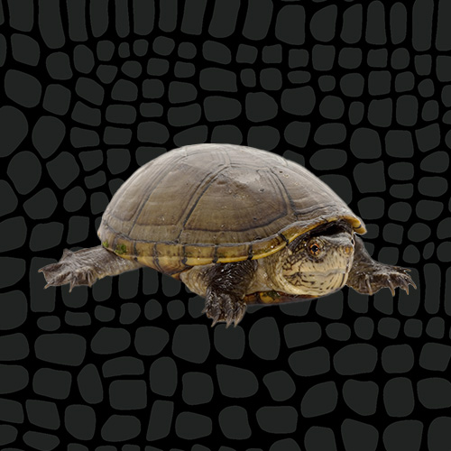 4416941_Zilla_CareSheet_MudTurtle_Thumbnail_6060015