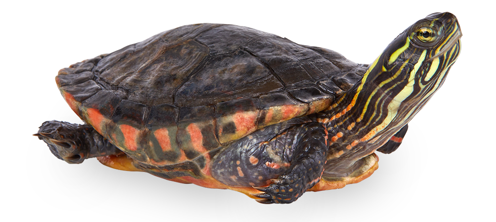 4435180_Painted_Turtle_noBG_6045035