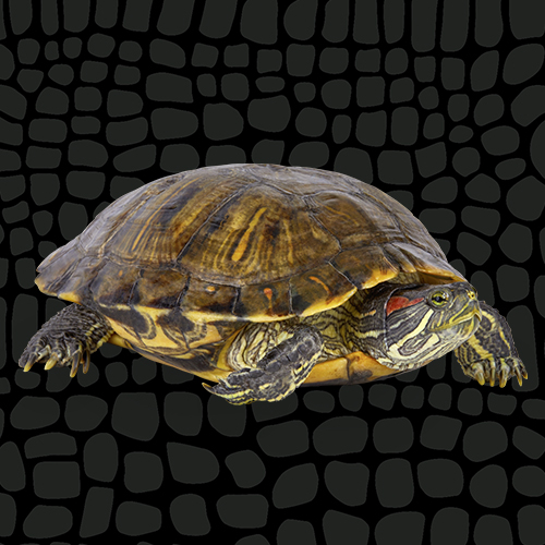 4416940_RedEared_Slider_Thumbnail_6050057