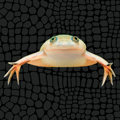 African Clawed Frog