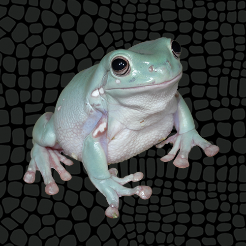 White's Australian Blue Tree Frog