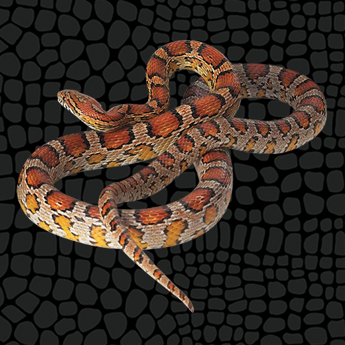 Zilla Corn Snake