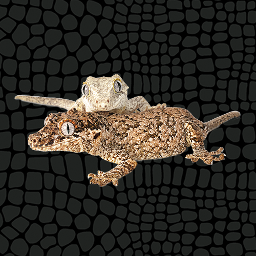 Zilla Gargoyle Gecko Care Sheet