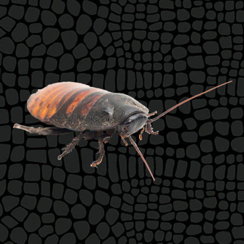 Zilla Hissing Cockroach Care Sheet