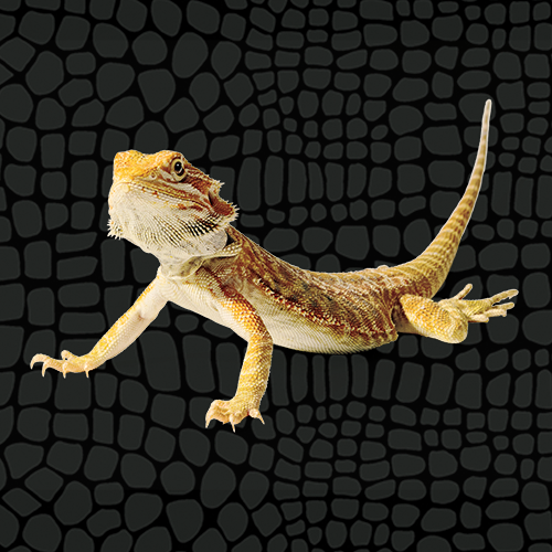 Inland Bearded Dragon