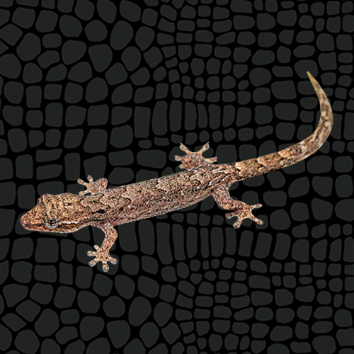 Mourning Gecko