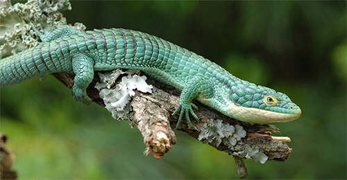 Zilla Abronia Graminea